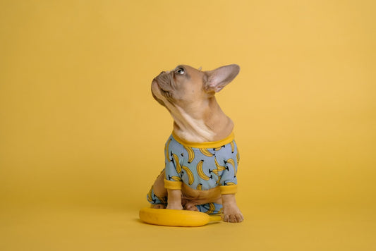 Spring 2026 Pet Supplies Trending Items: What You Need to Know