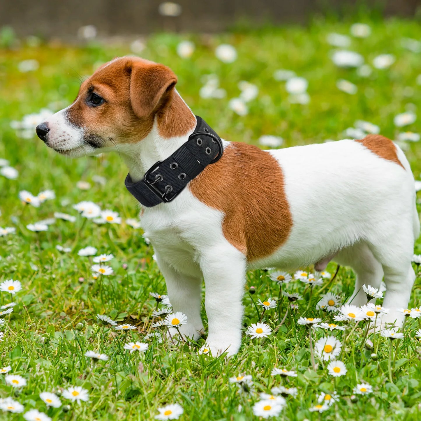 Adjustable Dog Leash And Collar Set Tactical Training Dog Collar with Five-Speed Buckle for Medium to Large Dogs Pet Accessory