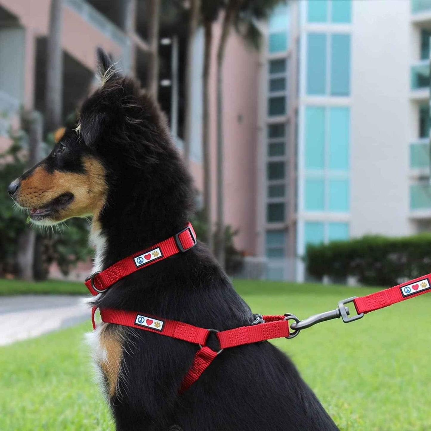 Solid 6 Ft Green Nylon Dog Leash With Custom Name And Phone Embroidery ML
